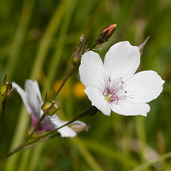 File:Linum bienne - Flickr - Ragnhild & Neil Crawford.jpg