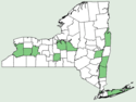 Linum sulcatum var sulcatum NY-dist-map.png