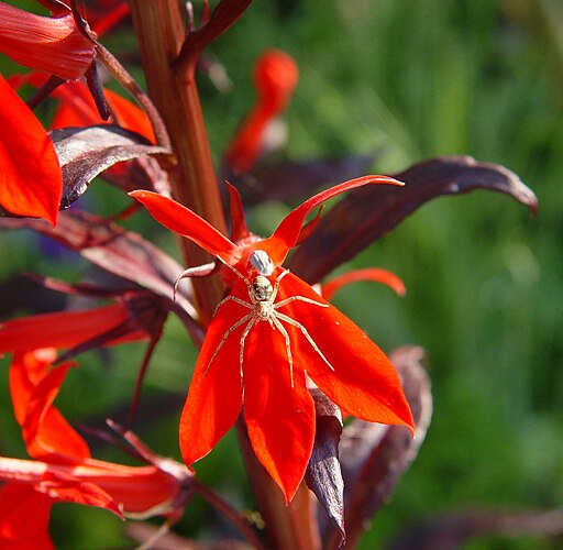 Lobelia fulgens B