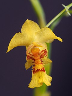 <i>Lockhartia lunifera</i> Species of orchid