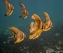 Long-fin Batfish (Platax teira) in transitional stage between juvenile and adult. Long-fin Batfish in Coral Bay, Western Australia.jpg