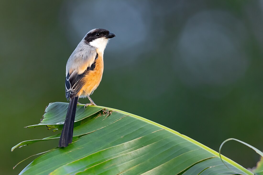 Long-tailed shrike