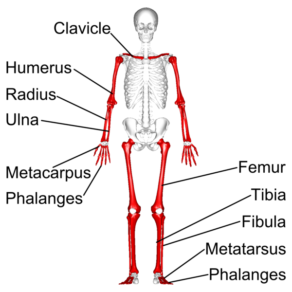 File:Long bones - anterior view - with legend.png