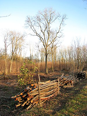 Lower Wood Nature Reserve - recent coppicing - geograph.org.uk - 1614970.jpg