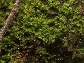 Lumut Daun (Division Bryophyta sp.8) di Taman Nasional Gunung Merapi