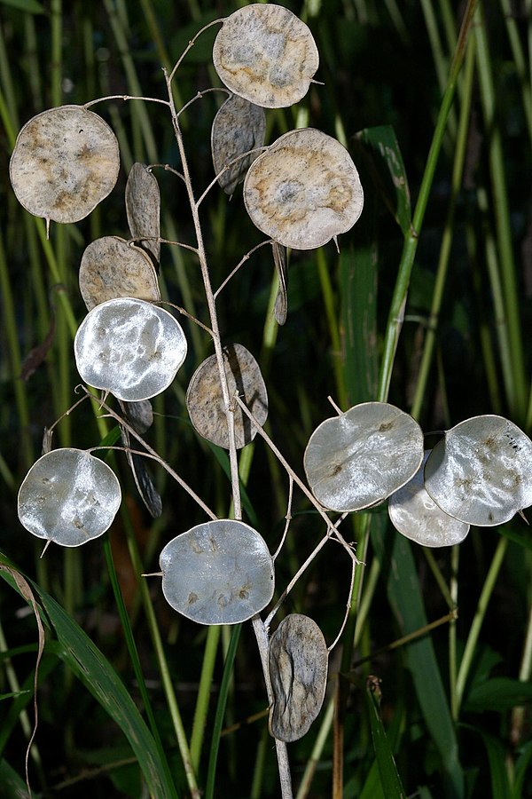 Lunaria annua with dry walls of the fruit