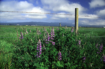 Lupinus rivularis