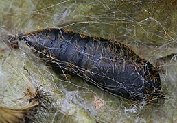 Pupa