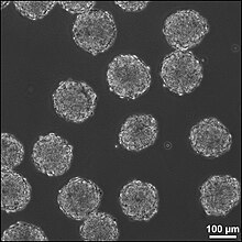 Phase image of EBs in suspension culture. Individual EBs are composed of approximately 1000 mESCs MESC EBs.jpg