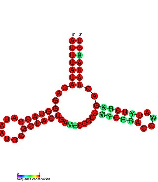 <span class="mw-page-title-main">Mesoplasma florum riboswitch</span>