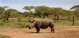 A White Rhino emerging from a mud bath in Hluhluwe-Umfolozi Reserve MPA White Rhino.jpg