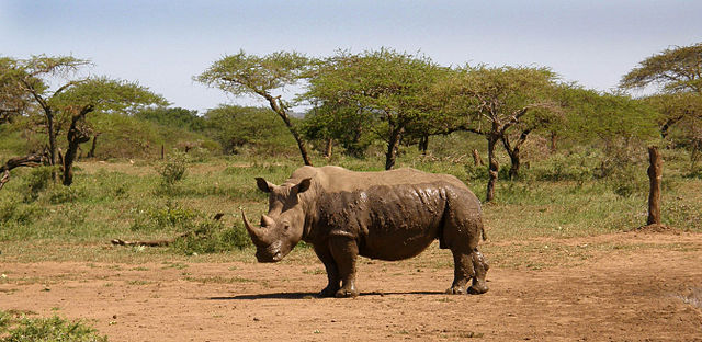 Rhinocéros blanc dans la réserve d'Hluhluwe-Umfolozi (Afrique du Sud).\n (définition réelle 2 681 × 1 308)