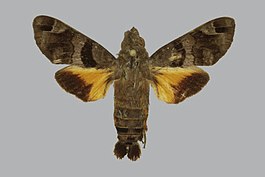 Macroglossum aesalon