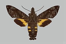 Macroglossum cadioui RB112 žensko gore.jpg