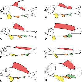 Macrosemiiformes