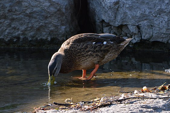 Mallard (Anas platyrhynchos)