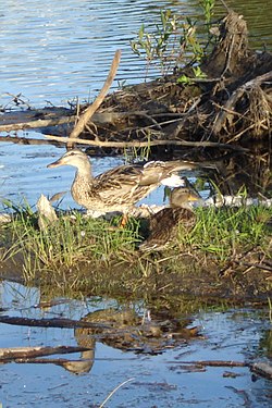 Mallards (Anas platyrhynchos)