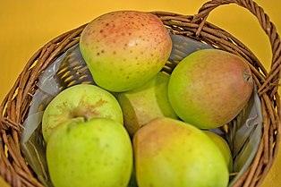 Schiebler's pigeon apple