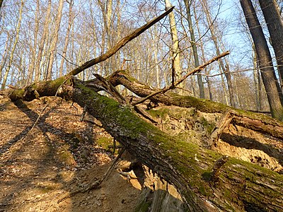 Nature reserve Malužín, Czech Republic