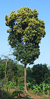 Mango tree Kerala in full bloom.jpg