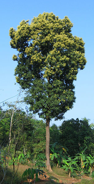 File:Mango tree Kerala in full bloom.jpg