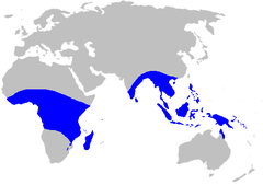 Map-Musaceae.PNG