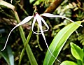 Maxillaria ecuadorensis