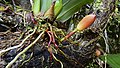 Maxillaria rufescens