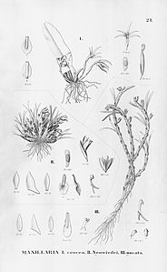 plate 21 Maxillaria crocea, Christensonella neowiedii (as syn. Maxillaria neowiedii), Christensonella uncata (as syn. Maxillaria uncata)