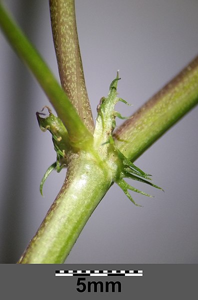 File:Medicago orbicularis sl30.jpg