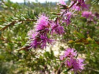 Melaleuca scabra