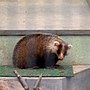 アナグマ亜科のサムネイル