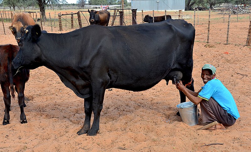 File:Melken auf Farm Gunsteling, Namibia (2017).jpg