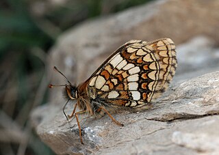 <i>Melitaea varia</i> Species of butterfly