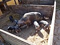 So med grise på Melstedgård