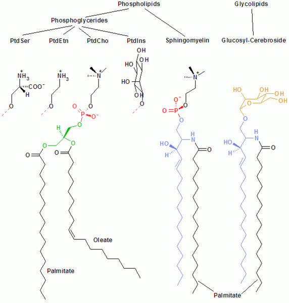 File:Membrane lipids.png