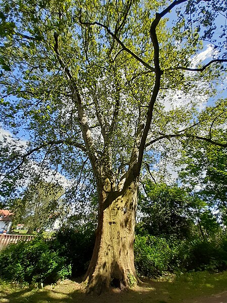 File:Merseburg, Unterer Schlossgarten ND PlataneSüd.jpg