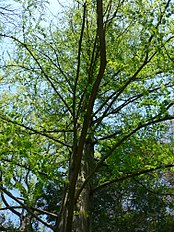 Metasequoia Glyptostroboides1.jpg