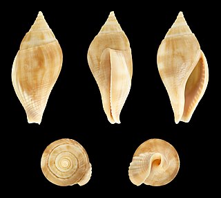 <i>Metula cumingi</i> Species of gastropod