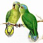 Thumbnail for Finsch's pygmy parrot