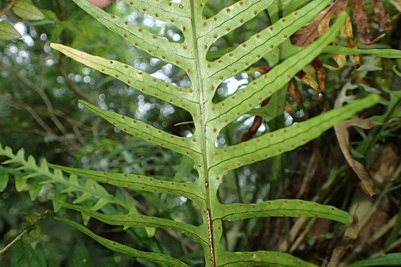 File:Microsorum scandens kz8.jpg