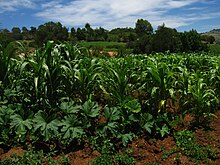 The "Three Sisters" of maize, beans and squash Milpa in Zaragoza, Tilantongo.jpg