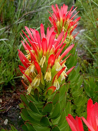 <i>Mimetes cucullatus</i> Endemic shrub in the family Proteaceae from South Africas Western Cape province