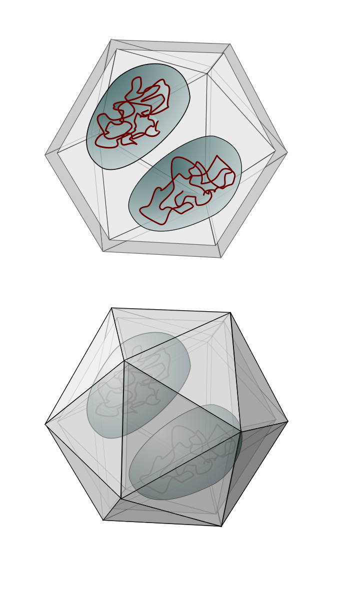 schematic of mimivirus