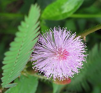 330px-Mimosa_pudika_flower_from_Thrissur%2C_Kerala%2C_India.JPG