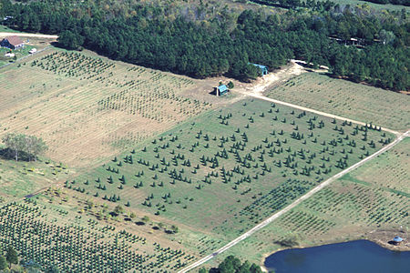 Tập_tin:Missouri_Christmas_tree_farm_aerial_view.jpg