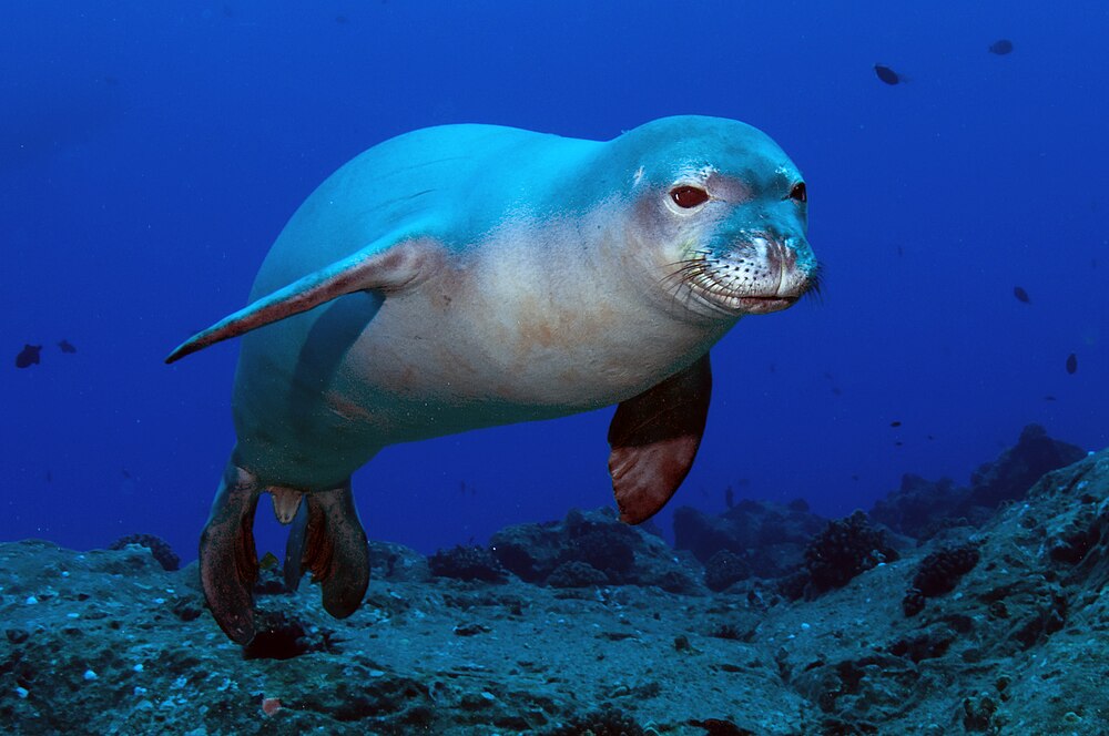 The average adult weight of a Hawaiian monk seal is 223 kg (491.63 lbs)