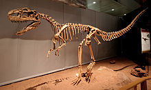 Monolophosaurus jiangi.jpg