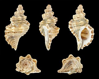 <i>Monoplex klenei</i> Species of gastropod