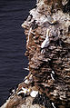 Morus bassanus, Northern Gannet